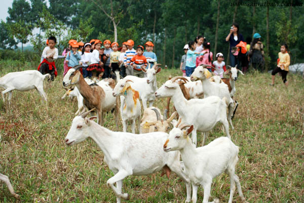 trang-trai-dong-que-ba-vi-2