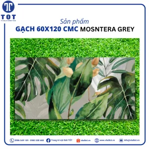 mosntera-grey