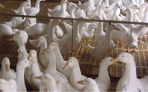 Kỹ thuật chăn nuôi vịt / ngan thịt