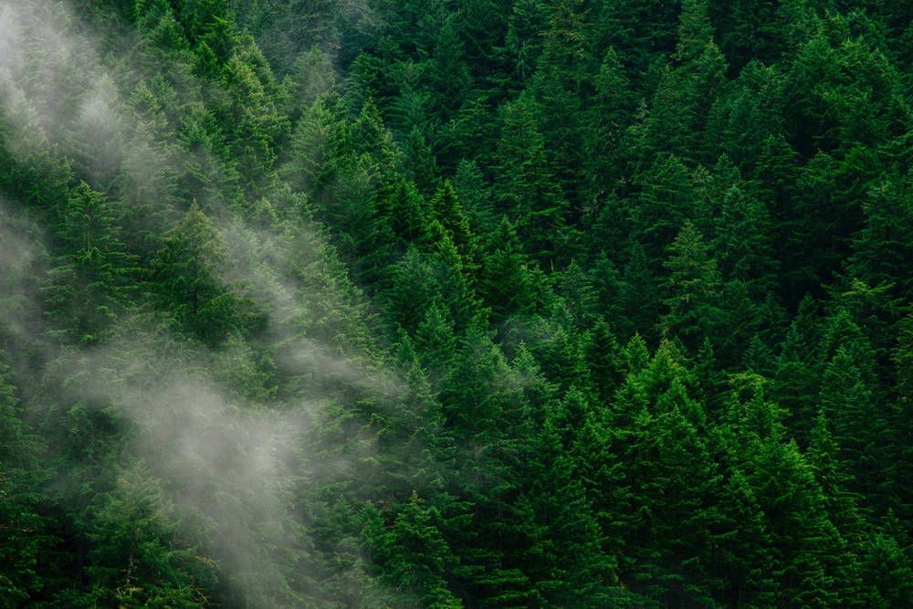 andrew-coelho-al7sa1asvdq-unsplash