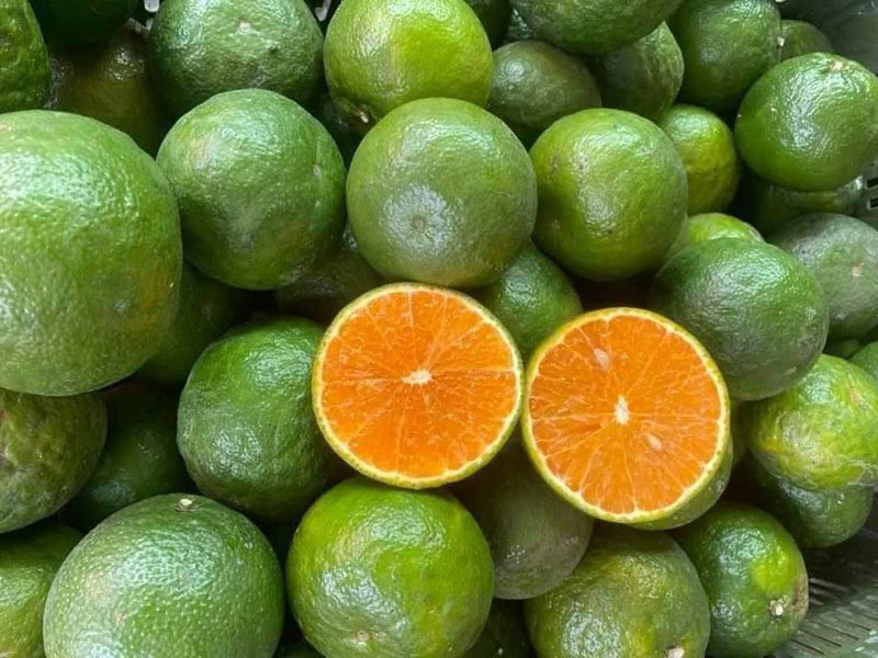 trái cây họ cam