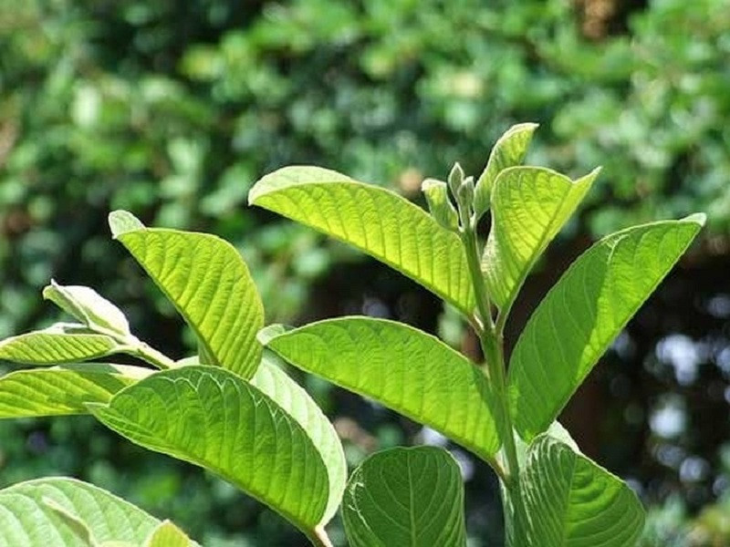 mẹo chữa tiêu chảy