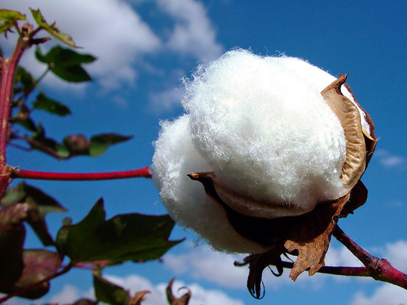 san-xuat-vai-cotton