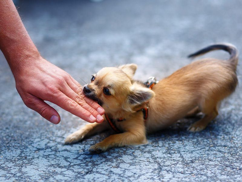 phòng tránh động vật cắn