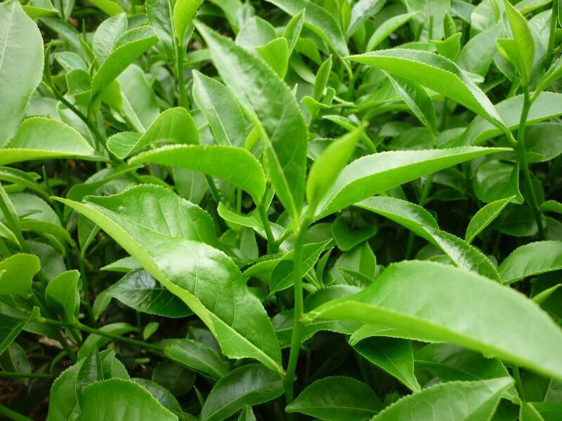 lá chè xanh trị rôm sảy