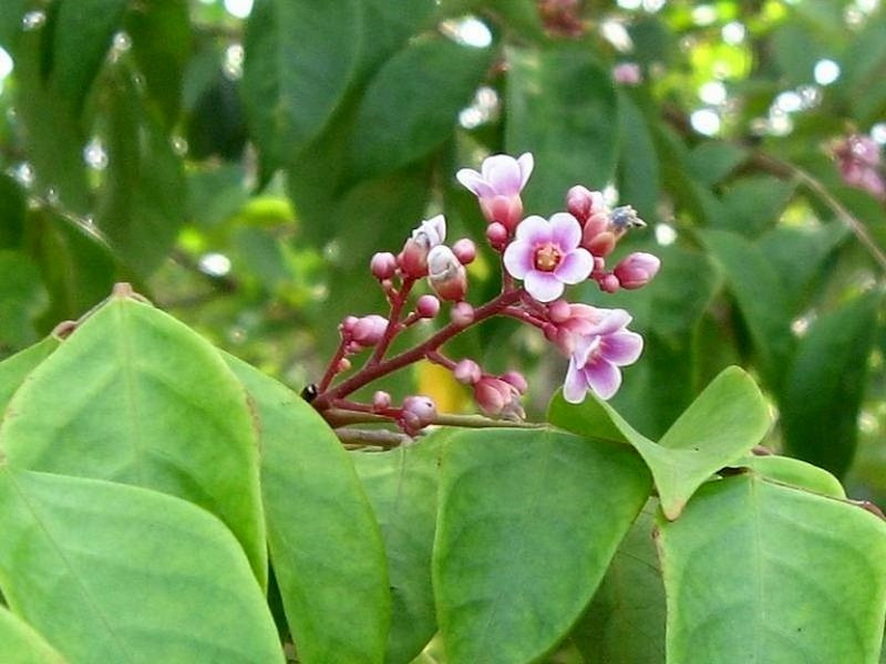 lá khế trị rôm sảy