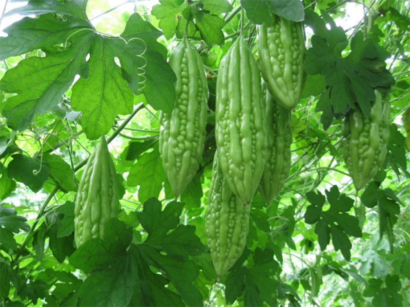 mướp đắng trị rôm sảy