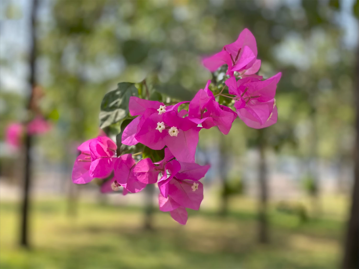  iphone-11-pro-cu-kieu-moi-anh-chup-03
