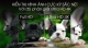 android-tivi-tcl-4k-uhd-43-inch-l43a8-uhd-4k_028e12f7135642a48e7c8fc988c11dfe_grande