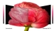 smart-tivi-samsung-4k-uhd-50-inch-50ru7200-purcolor_ae66d1bcdcdb4b3c87df363f6904e5d7_grande