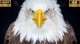 so_sanh_4k_va_full_hd_3cb684eb13154e56a151f4aebade633e_grande