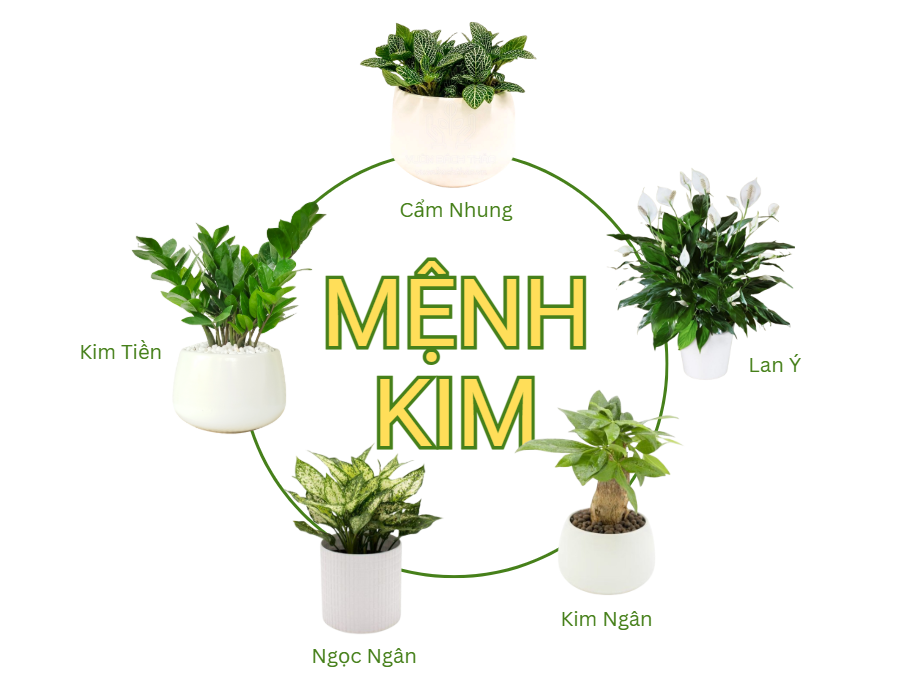 Người mệnh Kim nên chọn cây cảnh hợp phong thủy để thu hút may mắn và cân bằng năng lượng.