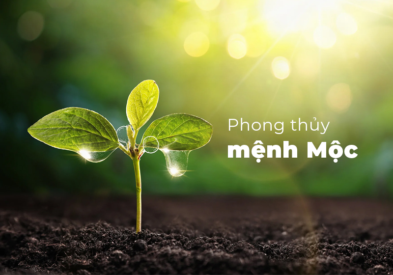Mệnh Mộc tượng trưng cho cây cối, sức sống mới và sự phát triển mạnh mẽ của vạn vật trong tự nhiên. (Nguồn: Internet)