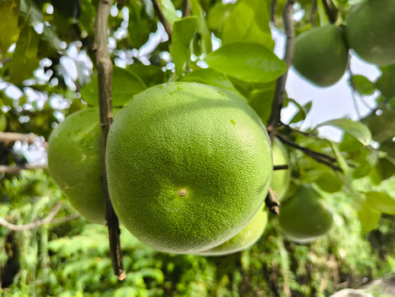 Một đĩa quả phối tròn đầy, đẹp, mang lại cảm giác viên mãn, may mắn, tài lộc và sự an khang thịnh vượng cho gia chủ. (Nguồn: Internet)