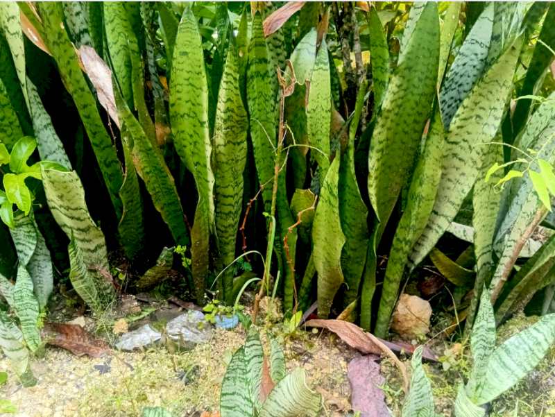 Lưỡi Hổ là 