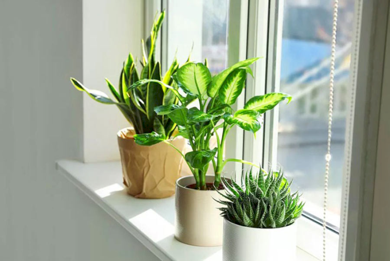 Cây xanh giúp che bớt diện tích phản chiếu, đồng thời hỗ trợ điều hòa không khí. (Nguồn: Internet)