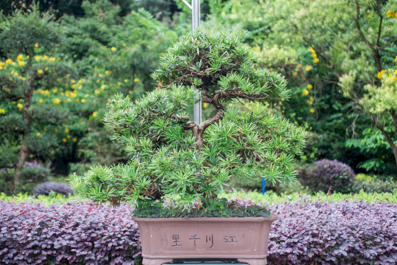 Những loại cây phù hợp trồng trước nhà giúp không gian sáng sủa, thông thoáng và mang lại nguồn năng lượng tích cực cho gia đình (Nguồn: Internet)