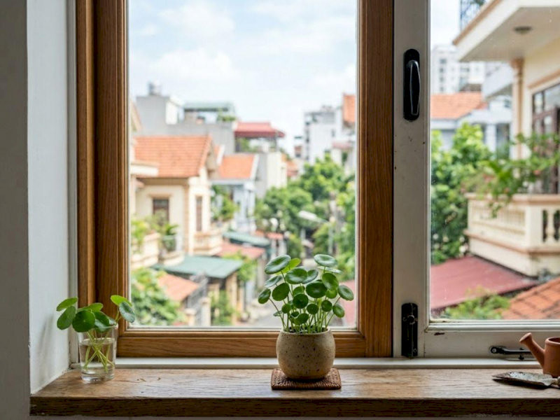 Cây Cỏ Đồng Tiền đặt ở trước bục cửa hoặc cửa sổ giúp gia chủ thu hút tiền tài và thuận lợi trong đàm phán