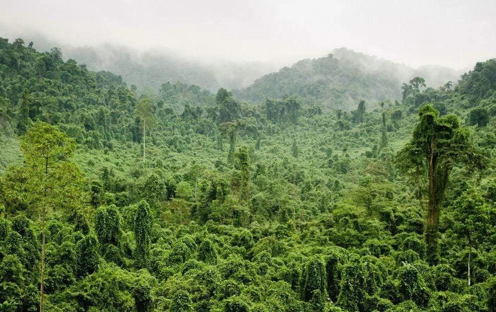 Aerial view of a thriving lush green forest beside a serene river.
