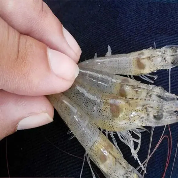 Nhận Diện Dấu Hiệu Bất Thường Trên Gan Tôm và Giải Pháp Khắc Phục