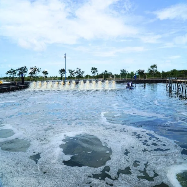 Nâng Cao Chất Lượng Nước Nuôi Tôm: Bí Quyết Cho Một Ngành Nuôi Tôm Bền Vững