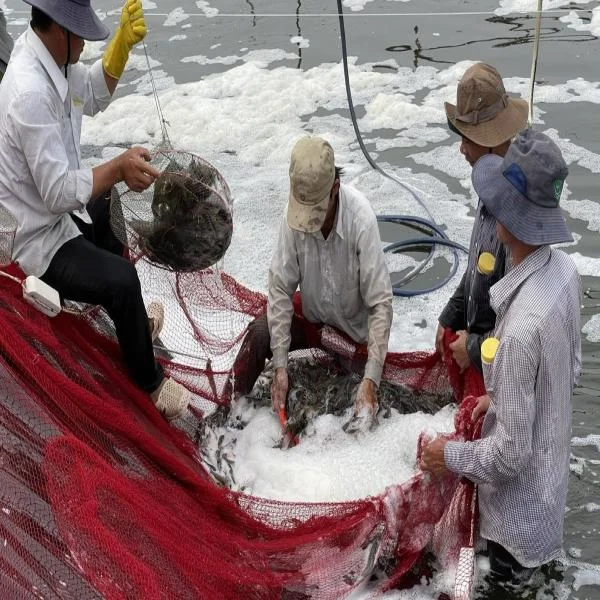 "Người Nuôi Tôm Trà Vinh Hưởng Lợi Lớn Từ Xu Hướng Tăng Giá Tôm Thương Phẩm