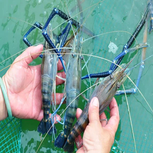 Nuôi Tôm Càng Xanh Hiệu Quả: Những Yếu Tố Quan Trọng Đảm Bảo Năng Suất Cao