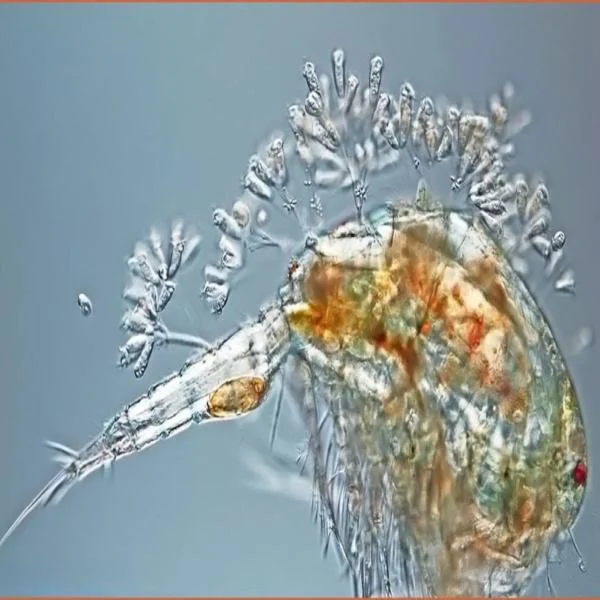 Tảo Phù Du: Bí Mật Dưới Đáy Ao Đóng Vai Trò Quyết Định Trong Nuôi Thủy Sản