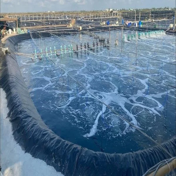 Kết hợp Giải pháp Sinh học và Công nghệ RAS: Xu hướng Tương lai trong Nuôi Tôm