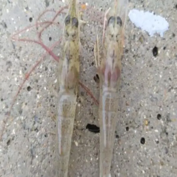 Tăng Cường Chức Năng Gan Tụy Tôm: Giải Pháp và Lợi Ích