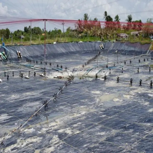 Chuẩn Bị Ao Nuôi Tôm Lót Bạt HDPE – Khởi Đầu Hoàn Hảo Cho Vụ Nuôi Thành Công