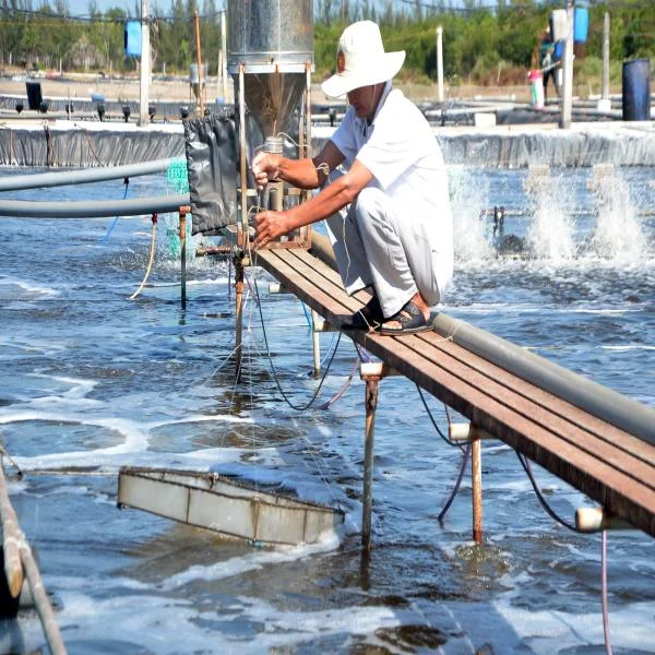 ối Ưu Hóa Thức Ăn Trong Nuôi Tôm: Nâng Cao Năng Suất Và Bảo Vệ Hệ Sinh Thái