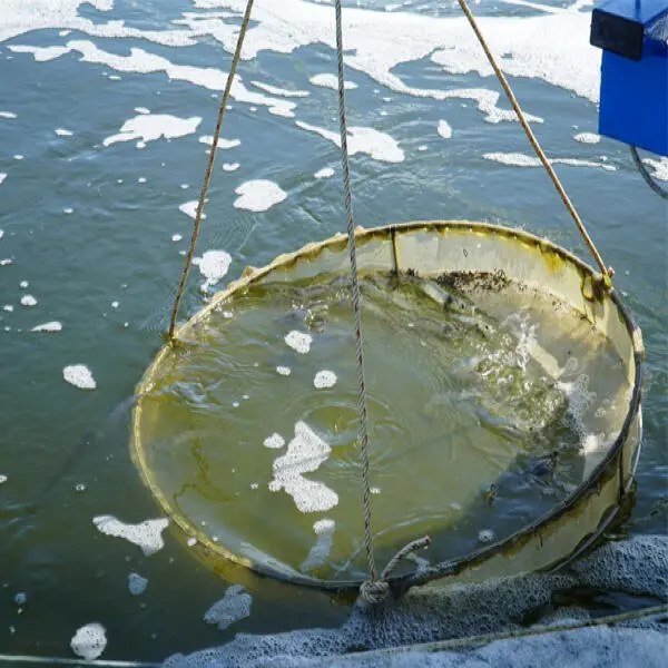 Nhận Biết và Xử Lý Nhanh Các Vấn Đề Trong Ao Nuôi Tôm