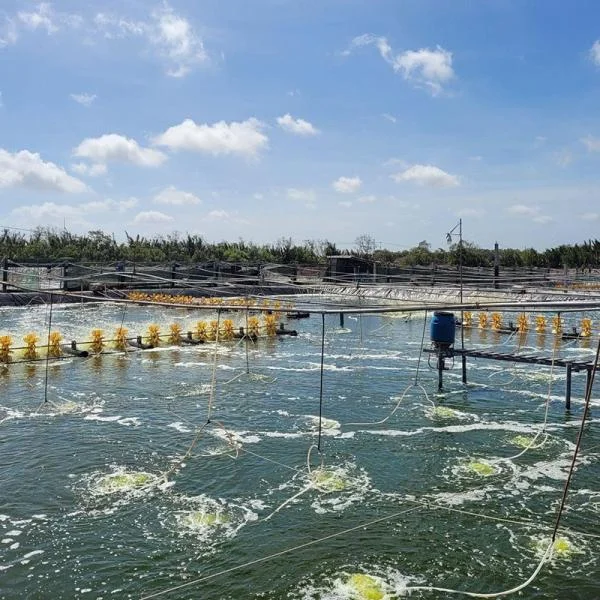 Phòng Ngừa và Xử Lý Tôm Nổi Đầu do Nghẹt Oxy: Giải Pháp Hiệu Quả