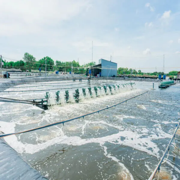 Giải Pháp Hiệu Quả Giảm Nghẹt Oxy và Tôm Nổi Đầu