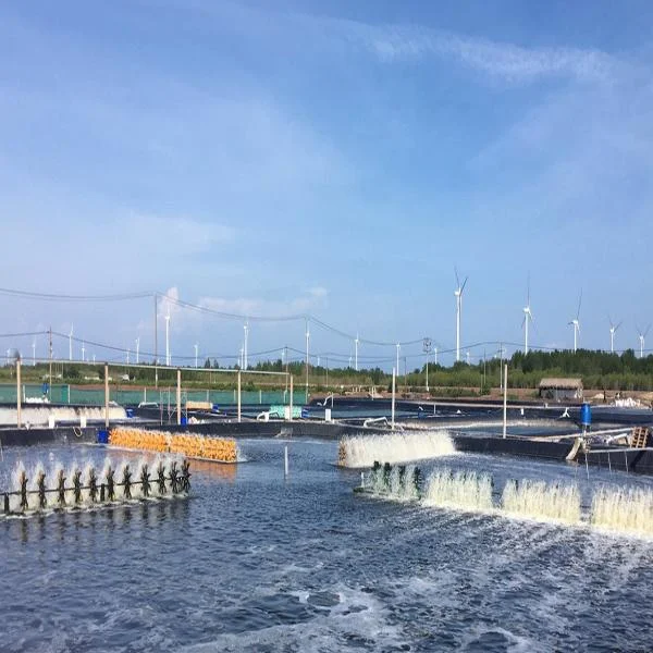 Tại Sao Nên Sử Dụng Bạt HDPE Trong Nuôi Tôm? Lợi Ích Không Thể Bỏ Qua