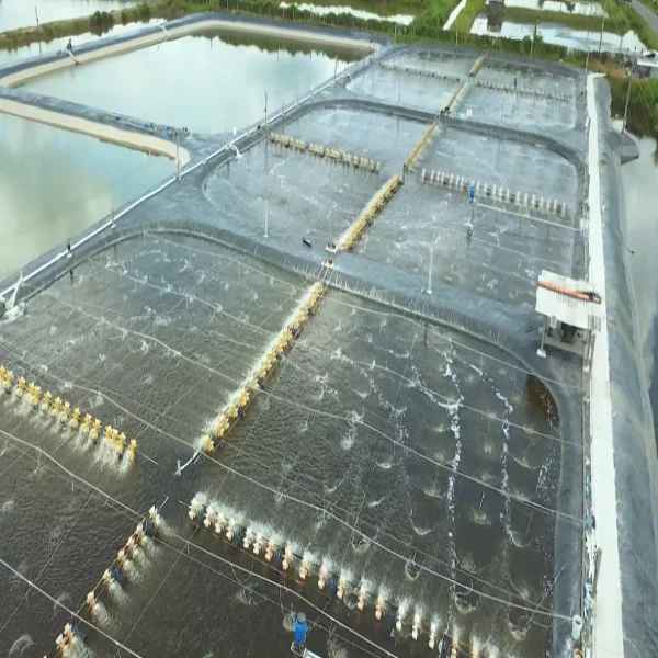 H2S Trong Ao Nuôi Tôm: Nguy Cơ Tiềm Ẩn và Giải Pháp Thông Minh Để Bảo Vệ Năng Suất