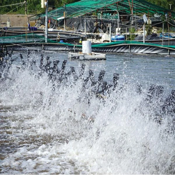 Bước Chuẩn Bị Quan Trọng Để Đảm Bảo Năng Suất Nuôi Tôm Trong Mùa Mưa