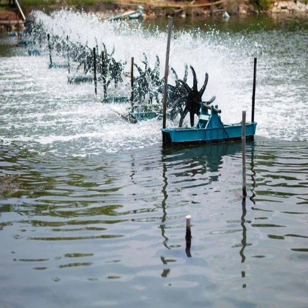 Tối Ưu Hóa Tiêu Hóa Và Dinh Dưỡng Cho Tôm Trong Giai Đoạn Giao Mùa