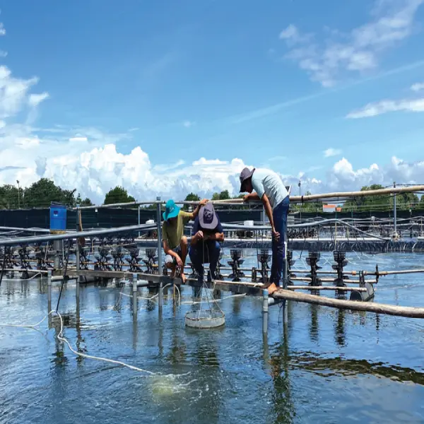 Tác Động Của Mưa Bão Đến Chất Lượng Nước Ao Nuôi: Nhận Diện Khí Độc Và Biện Pháp Xử Lý