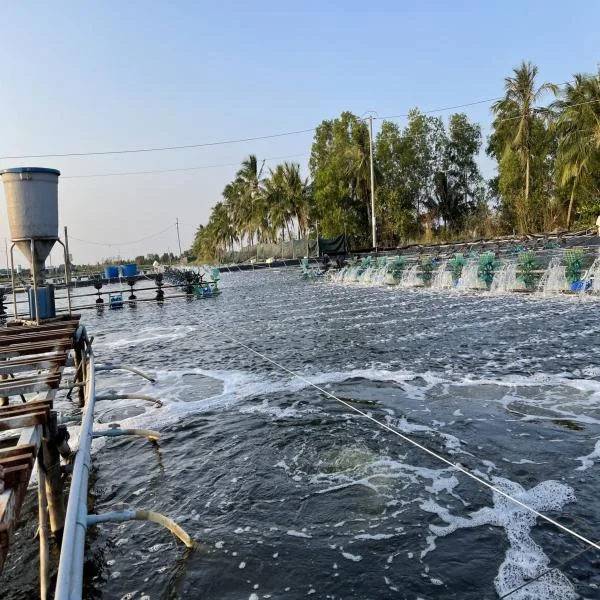 Cà Mau Đẩy Mạnh Tập Huấn Nuôi Tôm Công Nghệ Cao: Nâng Cao Năng Suất Và Chất Lượng Sản Phẩm