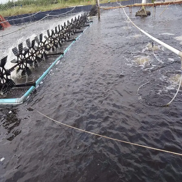 Tối Ưu Hóa Chất Lượng Nước Ao Nuôi Tôm Bằng Vi Sinh Vật