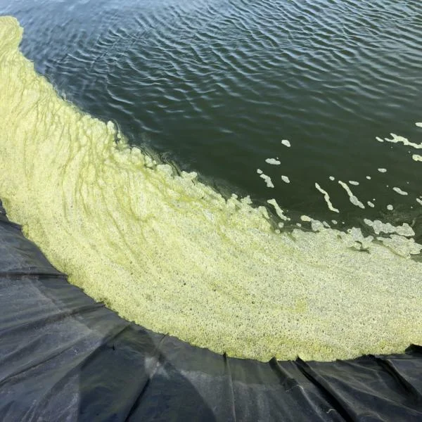 Tảo Độc Và Những Hậu Quả Nặng Nề Đối Với Ngành Nuôi Tôm