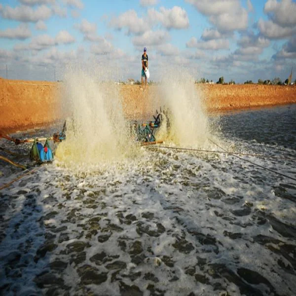 Quản Lý Khí Độc Trong Ao Nuôi Tôm Sau Mưa Bão