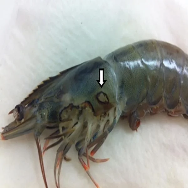 Giải Pháp Hạn Chế Hữu Cơ Để Ngăn Ngừa Đen Mang Ở Tôm