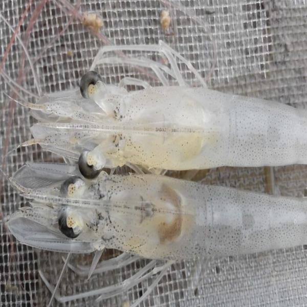 Tảo Spirulina: Giải Pháp Tự Nhiên Cho Nuôi Tôm Hiệu Quả