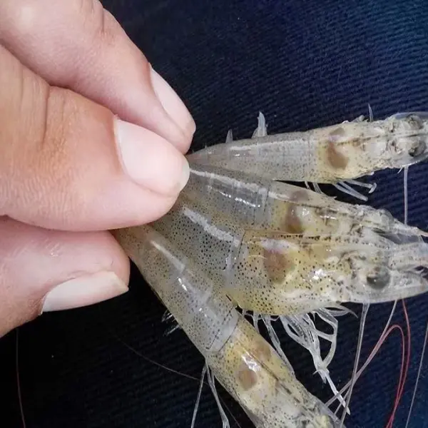 Nguy Cơ Lột Xác Cưỡng Bức ở Tôm: Hiểu Đúng Để Bảo Vệ Năng Suất Nuôi