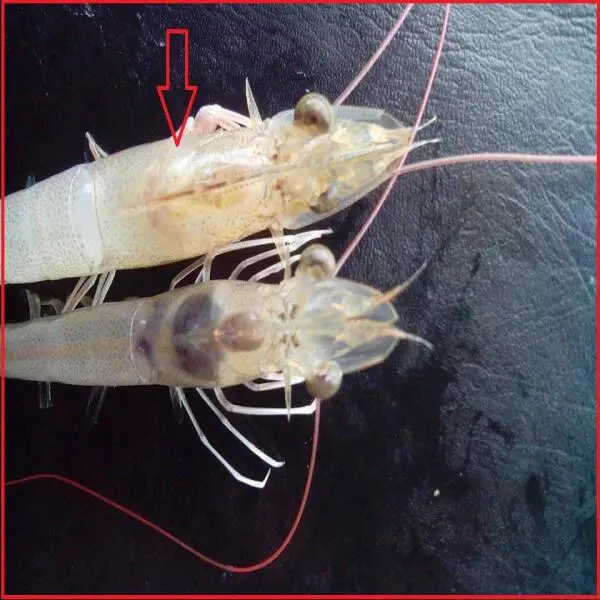 Tôm Bị Ký Sinh Trùng: Dấu Hiệu Và Biện Pháp Điều Trị