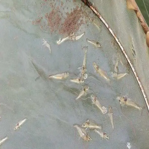 Làm gì khi tôm có dấu hiệu chậm lớn do EHP?