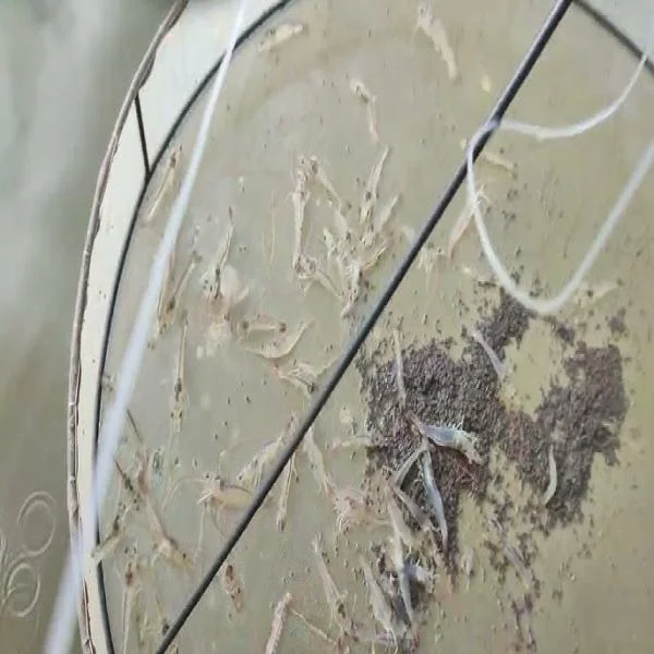 Giải Pháp Hiệu Quả Giảm Thiểu Khí Độc Trong Ao Nuôi Tôm Sau Mưa